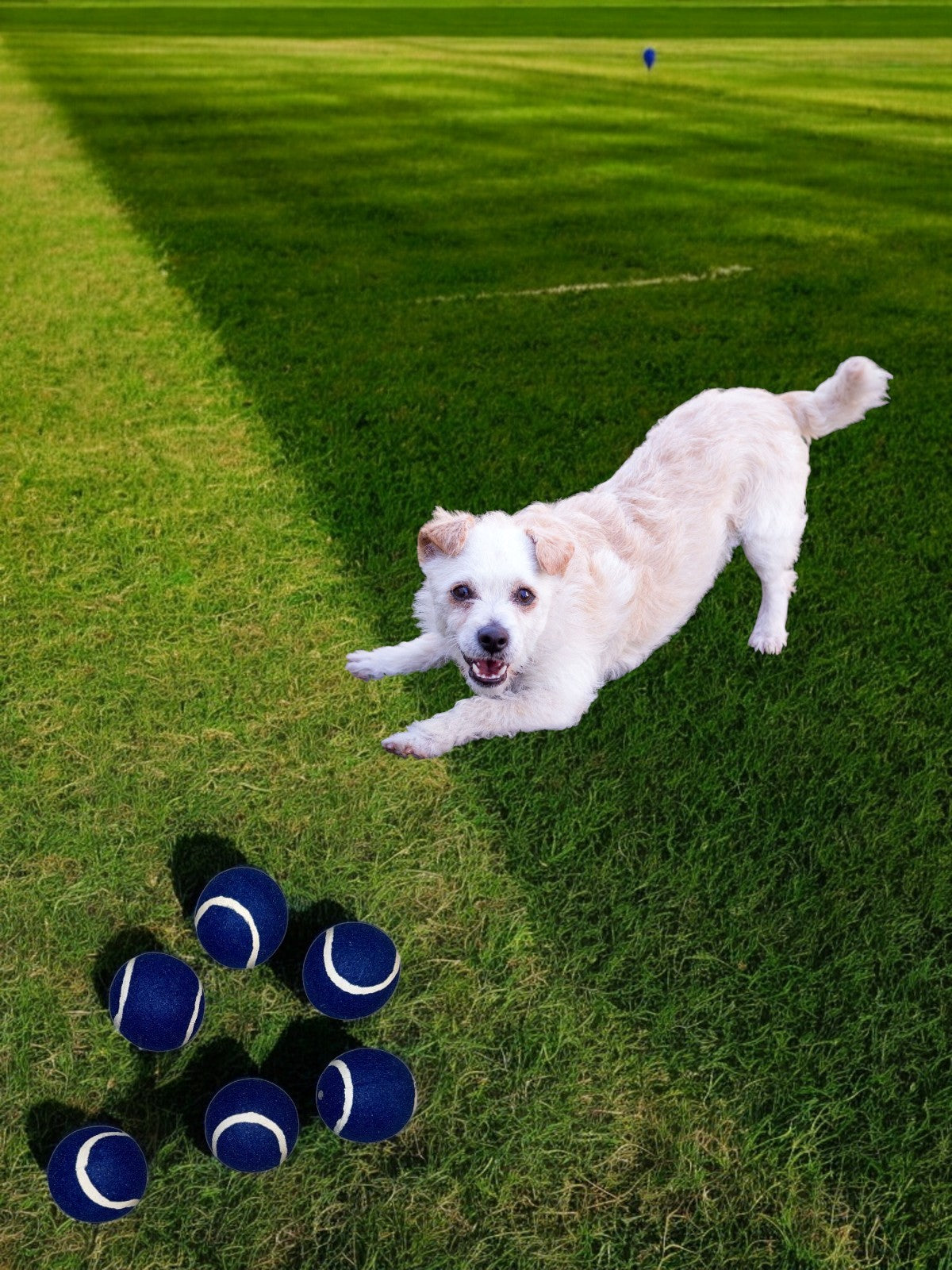 Tennis Ball Blue, 3 Pack