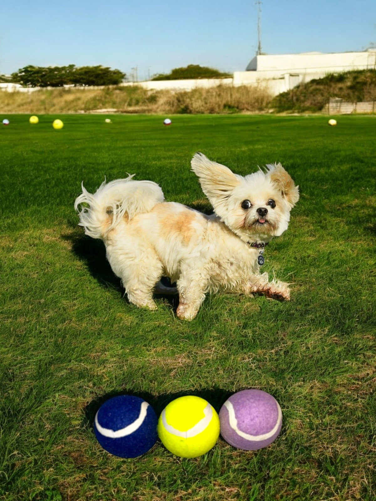 Tennis Ball Assorted, 3 pack