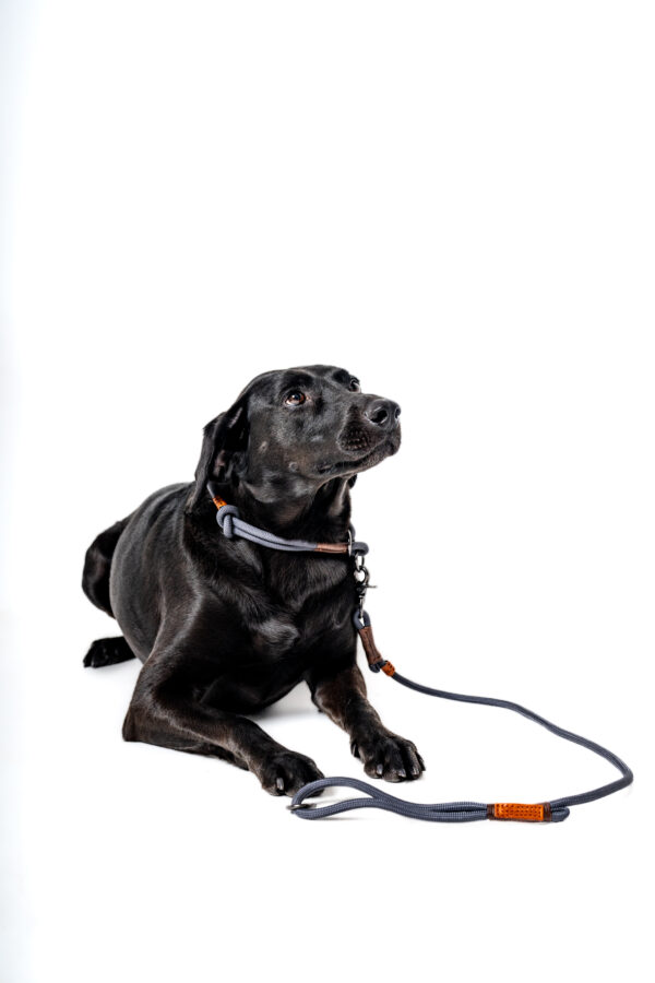 Durable leashes, training, dog, pet.